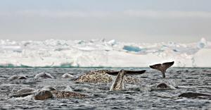 Kanada | Nunavut - Im Reich der geheimnisvollen Narwale